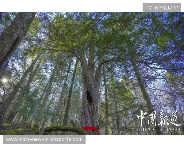 吉林想增强阵地战效率,这些策略你了解吗? 吉林想增强阵地战效率,这些策略你了解吗?